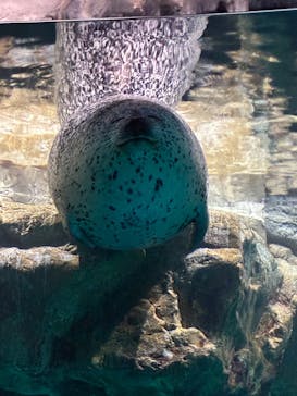 アクアワールド茨城県大洗水族館に投稿された画像（2025/11/2）