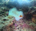 武藤潜水に投稿された画像（2025/11/2）