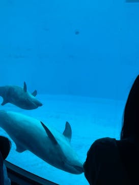 名古屋港水族館に投稿された画像（2025/11/2）