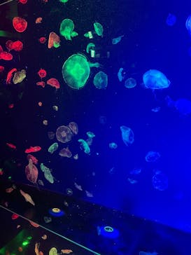 名古屋港水族館に投稿された画像（2025/11/2）