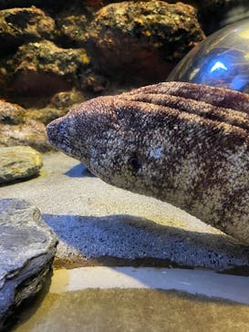 名古屋港水族館に投稿された画像（2025/11/2）