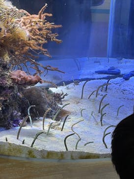 名古屋港水族館に投稿された画像（2025/11/2）