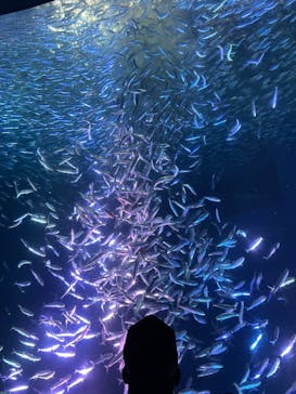 名古屋港水族館に投稿された画像（2025/11/2）