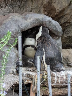サンシャイン水族館に投稿された画像（2025/11/2）