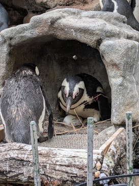 サンシャイン水族館に投稿された画像（2025/11/2）