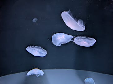 サンシャイン水族館に投稿された画像（2025/11/2）
