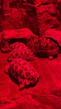 サンシャイン水族館に投稿された画像（2025/11/2）