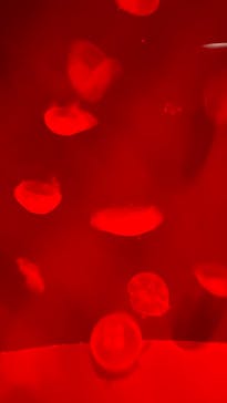 サンシャイン水族館に投稿された画像（2025/11/2）