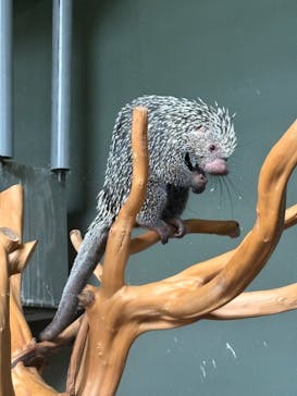 カワスイ 川崎⽔族館に投稿された画像（2025/11/2）