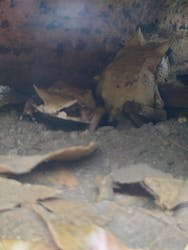 体感型カエル館KawaZooに投稿された画像（2025/11/2）