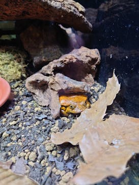 体感型カエル館KawaZooに投稿された画像（2025/11/2）