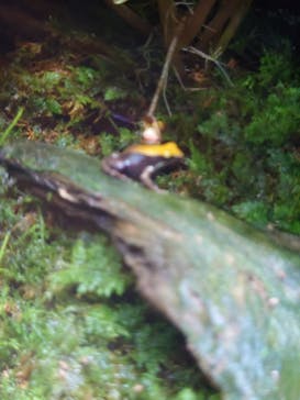 体感型カエル館KawaZooに投稿された画像（2025/11/2）