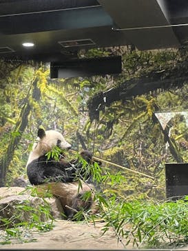 恩賜上野動物園に投稿された画像（2025/11/2）