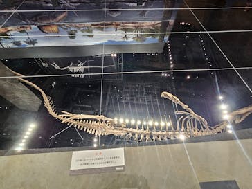 福井県立恐竜博物館に投稿された画像（2025/11/2）