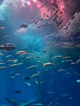 アクアワールド茨城県大洗水族館に投稿された画像（2025/11/2）