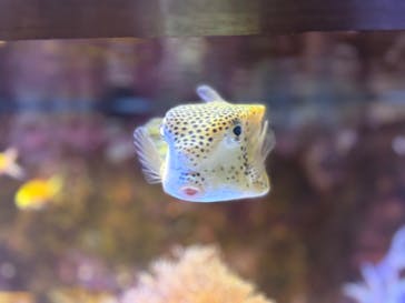 横浜開運水族館 フォーチュンアクアリウムに投稿された画像（2025/11/2）