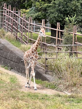 千葉市動物公園に投稿された画像（2025/11/2）