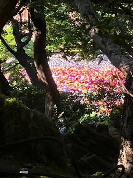 日本庭園　由志園に投稿された画像（2025/11/2）