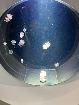 葛西臨海水族園に投稿された画像（2025/11/2）