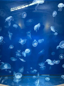 葛西臨海水族園に投稿された画像（2025/11/2）