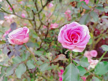 京成バラ園に投稿された画像（2025/11/2）