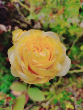 京成バラ園に投稿された画像（2025/11/2）