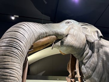 滋賀県立琵琶湖博物館に投稿された画像（2025/11/2）