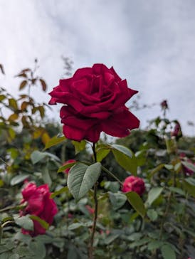 横浜イングリッシュガーデンに投稿された画像（2025/11/2）