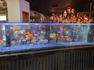 NARA KINGYO MUSEUMに投稿された画像（2025/11/2）