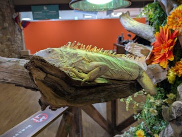 NARA KINGYO MUSEUMに投稿された画像（2025/11/2）