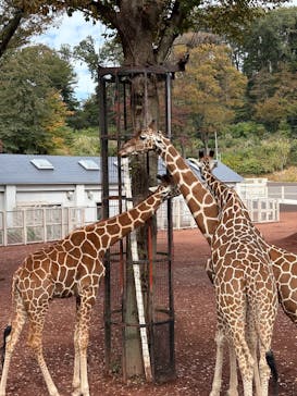 東京動物園協会_多摩動物公園に投稿された画像（2025/11/2）