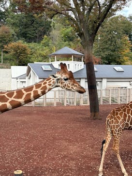 東京動物園協会_多摩動物公園に投稿された画像（2025/11/2）