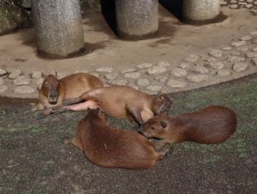 伊豆シャボテン動物公園に投稿された画像（2025/11/2）
