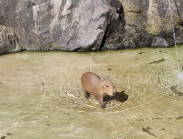 伊豆シャボテン動物公園に投稿された画像（2025/11/2）