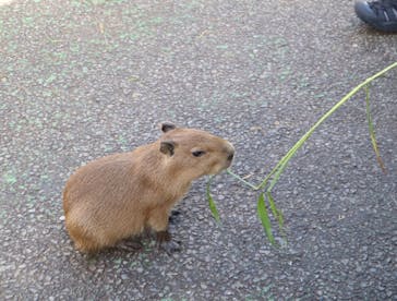 伊豆シャボテン動物公園に投稿された画像（2025/11/2）