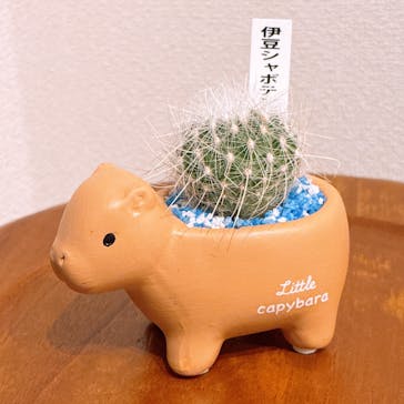 伊豆シャボテン動物公園に投稿された画像（2025/11/2）