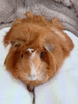 阿蘇カドリー・ドミニオンに投稿された画像（2025/11/2）