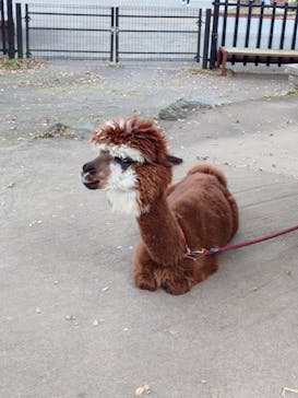 阿蘇カドリー・ドミニオンに投稿された画像（2025/11/2）