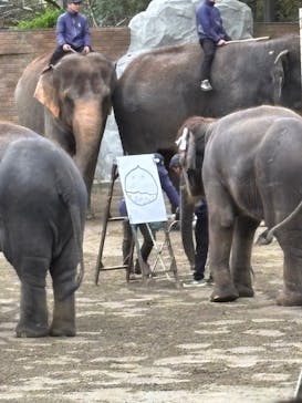 ANIMAL WONDER REZOURT 市原ぞうの国・サユリワールドに投稿された画像（2025/11/2）