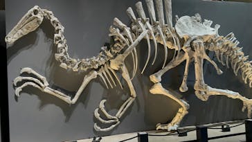 福井県立恐竜博物館に投稿された画像（2025/11/2）