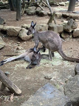 伊豆シャボテン動物公園に投稿された画像（2025/11/2）