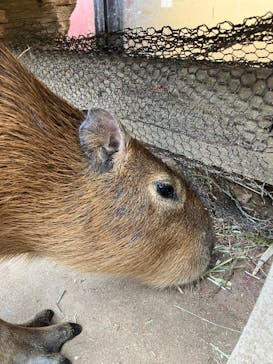 伊豆シャボテン動物公園に投稿された画像（2025/11/2）