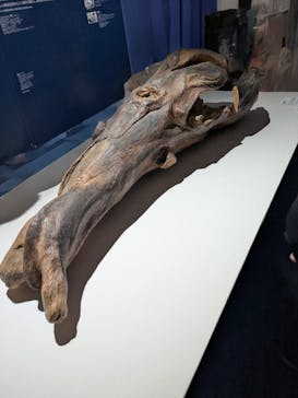 正倉院 THE SHOW ―感じる。いま、ここにある奇跡―　@上野の森美術館に投稿された画像（2025/11/2）