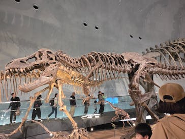 福井県立恐竜博物館に投稿された画像（2025/11/2）