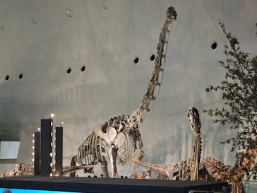 福井県立恐竜博物館に投稿された画像（2025/11/2）