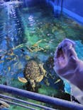しながわ水族館に投稿された画像（2025/11/2）