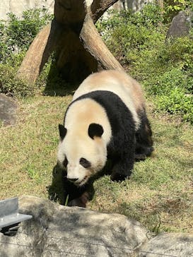 恩賜上野動物園に投稿された画像（2025/11/2）