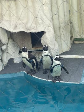 恩賜上野動物園に投稿された画像（2025/11/2）