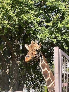 恩賜上野動物園に投稿された画像（2025/11/2）