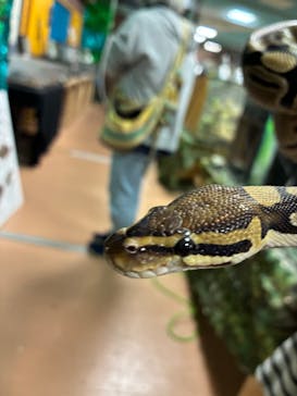 いきもの探検隊上尾に投稿された画像（2025/11/2）